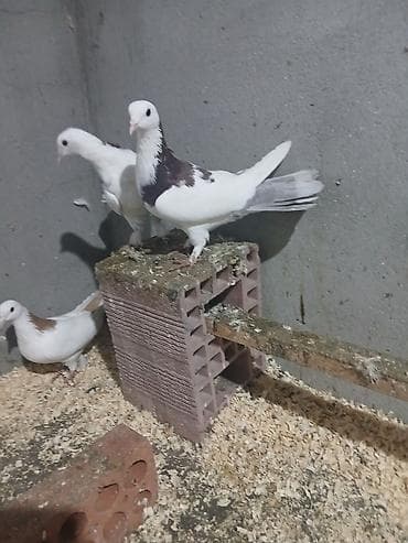 babil quşu: Göyerçinler satılır enli quyruqdular qiymət ikisinə aidir — 2