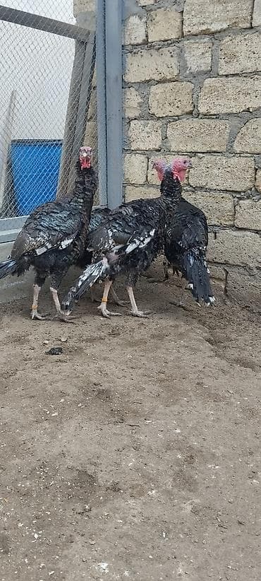 itlerin satsi: Erkək, Amerika, Damazlıq, Ünvandan götürmə — 3