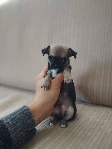 чихуахуа цена в баку: Чихуахуа, 2 месяца, С родословной, Самовывоз — 6