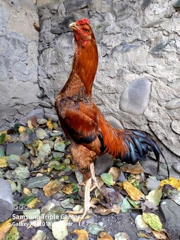 Salam Heyratı beçə 80 Heyratı sarıfete Fotoşəkillər Samsung Galaxy A7 — 2