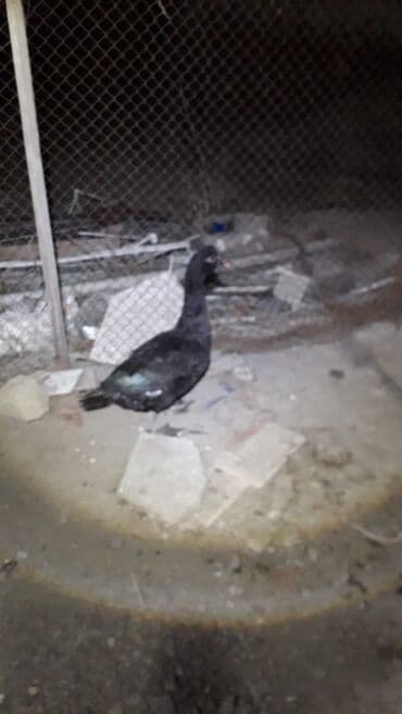 K/t heyvanları üçün mallar: Məhsul: Qara ördək Təsvir: - Qara lələklər, yaşıl-bənövşəyi parıltılı — 1