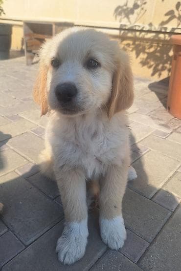 Retriever, 2 ay, Erkek, Pulsuz çatdırılma lalafo.az -da Retriever, 2 ay, Erkek, Pulsuz çatdırılma