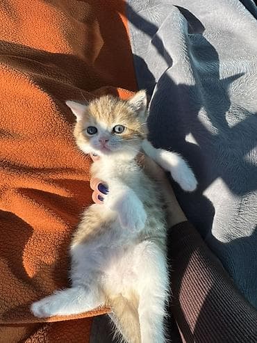 Balıqlar: Dişi — 4