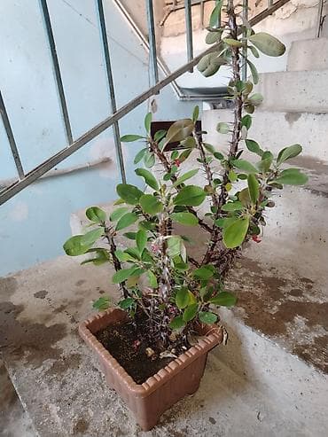 bitki: Qədim Tikanlı Çiçək (Euphorbia milii – “Tikanlı tac”) – saksıda - — 1