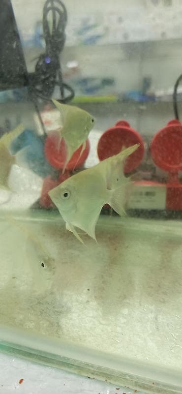 pişik qara: Mələk balığı (skalyari), Sülhsevər — 3