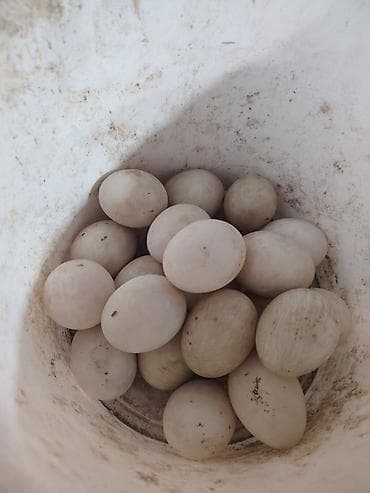 Животные: Musk ördəkləri və yumurtaları - Cins: musk (indo-ördek). Ağ, qara-ağ — 3