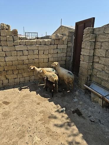 dişi quzu: Dişi, il: 1, Ətlik — 3