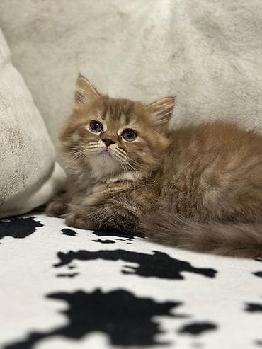 pişik pers: Британская — 9