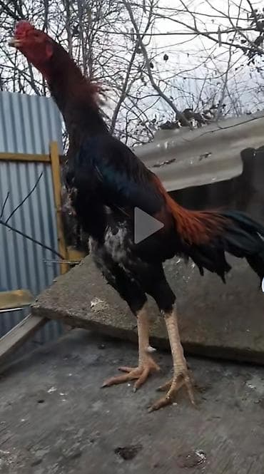 kend toyuqu: Xorxdu bece deyil bir gözu kordu isdel döluy sagla isder elesdir — 1