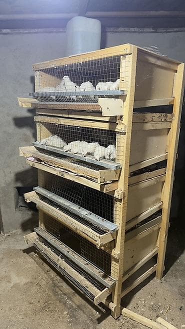 heyvanlar: Məhsul: Bildirçin üçün çoxmərtəbəli qəfəs sistemi - Karkas: taxta — 1