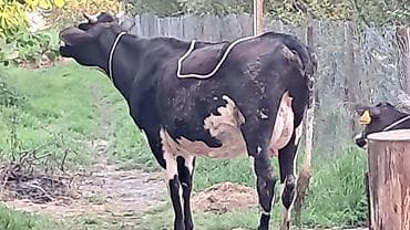 simmental inək satılır: Dişi, Simental, il: 3, 550 kq — 5