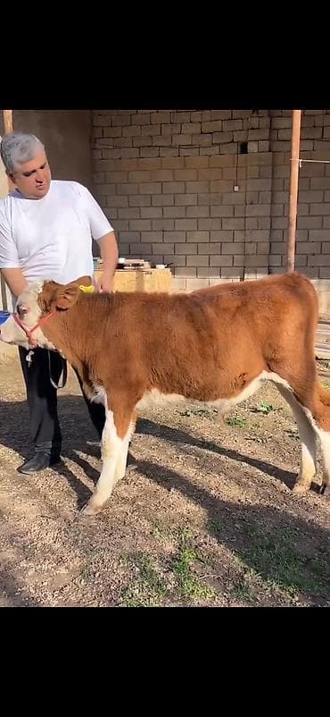 Satılır: simmental tipli dana - Cins: ətli istiqamət – simmental — 5