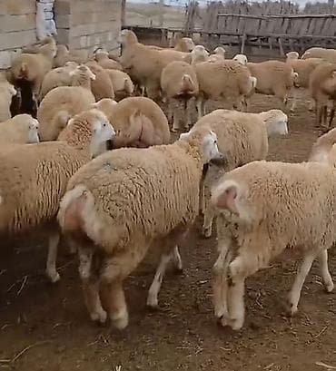 qoyun satşı: Dişi, il: 1, Damazlıq, Pulsuz çatdırılma — 2