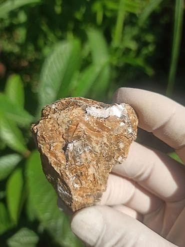 Milyon İllik Tarixi Fosil 💎 Daşlaşmış Ağac ( Petrified Wood ) 🪵 ✨ Bu — 4