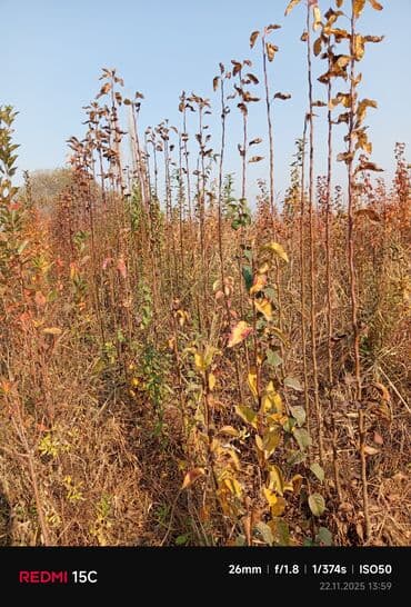dekorativ yonca toxumu: Meyvə ağacı tingləri – müxtəlif sortlar - Məhsul: Meyvə bağları üçün — 6