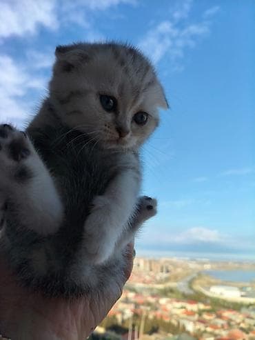 pisiyler: Şotland — 2