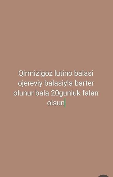 ev heyvan adlari: Qırmızıgöz Lutino balalari ajerella balasıyla barter olunur evdə — 1