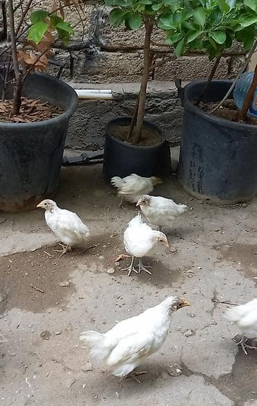 Toyuq cücələri, Damazlıq, Ünvandan götürmə — 6