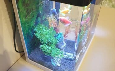 купить аквариум в баку: Прямоугольный аквариум, Вместе с рыбами, 16 л — 2