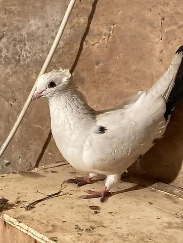 Digər heyvanlar: Cins göyərçinlər – dekorativ və uçuş üçün Hər birinin öz qiyməti var — 1