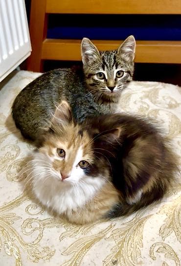 Tabbi, Erkək, Dişi, Yaxşı əllərə — 3