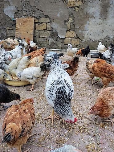 gence toyuq satisi: 🟢100% Adler Serebrist cinsi. (4aylıq) 🟢100% Yubleynaya Kuçinskaya — 4