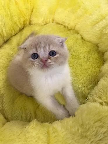 sibir pisiyi: Şotland yastı qulaq — 5