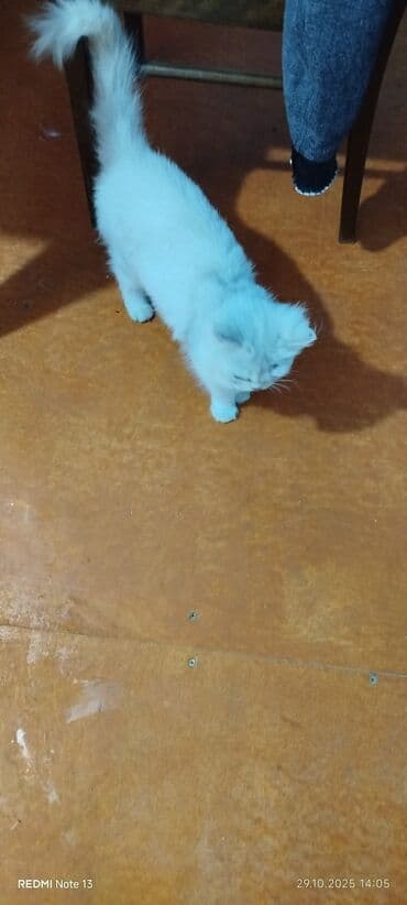 cins pişik: Ağ pişik satıram qızdır endirim var pişiyə ətraflı məlumat vatsapda — 1