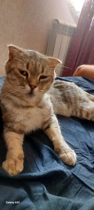 сколько стоит вислоухий кот: Шотладская вислоухая — 5