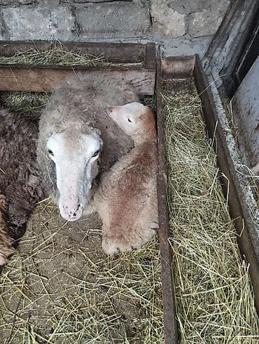 Qoyun və quzu satılır - Növ: Yerli qoyun - Tərkib: Ana qoyun və