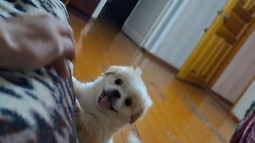 barter it: Pekines, 2 ay, Erkek, Peyvəndli — 3