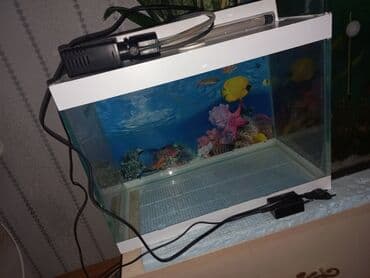 akvarium xırda balığı: Balaca akvarium satılır, 24lt Uzunluq 40sm Eni 20 sm Hündürlüyü 30 sm — 4