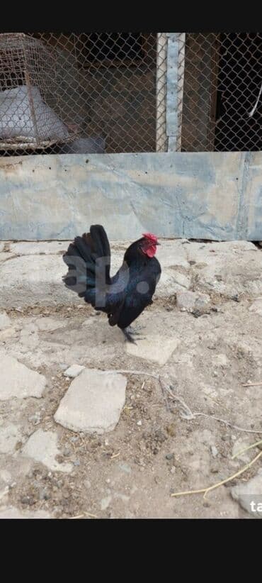 cins inekler azerbaycanda: Salam yaponka xorzu satlır akdiv xoruzdu riyal alıcıya qiymetde — 2