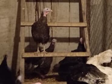 cin bildircin: Hinduşka sürüsü – qara və ağ rəngli fərdlər hinduşkalar satilir — 5