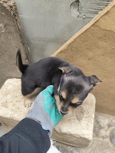 ağ afcarka: Zvonok, 2 ay, Erkek, Ünvandan götürmə — 2