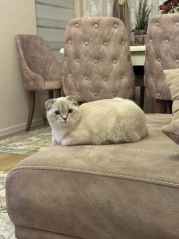 cins pişik satışı: Şotland yastı qulaq — 5