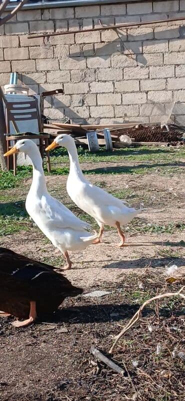 Pinqivin ördeklər Satılır ölkemizde cox az sayda nadir hallarda