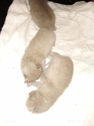 Şotland yastı qulaq, Pulsuz çatdırılma