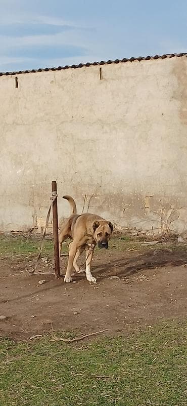 Птицы: Гурдбасар, 3 годa, Самец — 4