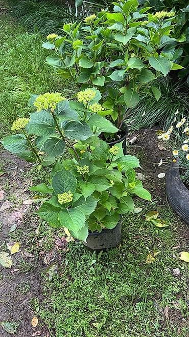hilba bitkisi nedir: Məhsul: Saksıda hortenziya (Hydrangea macrophylla) Təsvir: - Geniş — 4