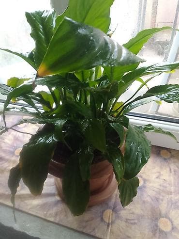 Otaq bitkiləri: Satılır: Ev üçün iki dekorativ otaq bitkisi 1) Pul ağacı (Crassula — 9