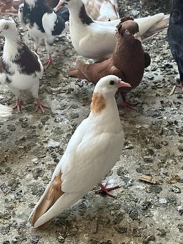 ucuz quşlar: Salam tergizme quwlardi oz quwlarmdi pul Lazm olduqu ucun satram her — 2
