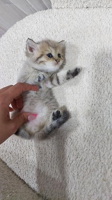 Şinşilla, Erkək, Dişi, Yaxşı əllərə, Ünvandan götürmə, Ödənişli çatdırılma