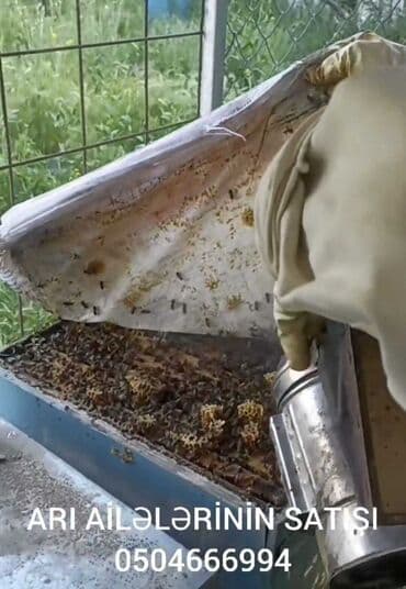 доска объявлений пчелы: Satılır sağlam arı ailəsi. Karnika sortudur. Anaları yenidir — 3