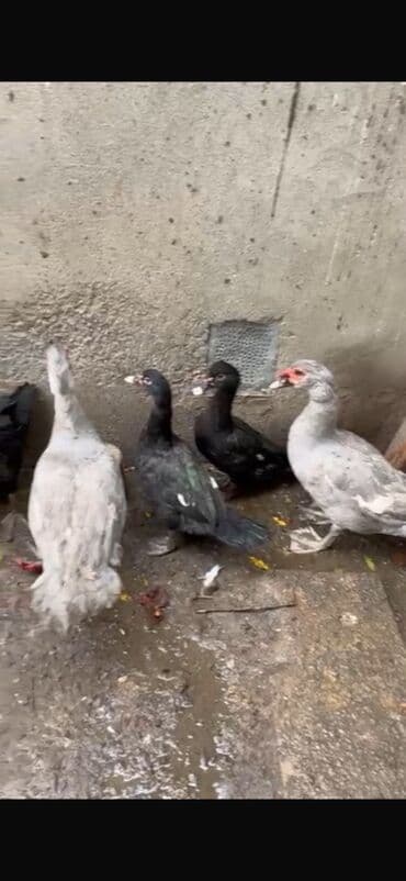 Dovşanlar: Salam 4 qara zumrudu feresi 1 dene qara zumrudu erkeyi 2 dene — 5