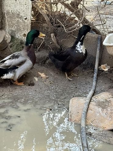 it aliram bakida: Erkək, Damazlıq — 1