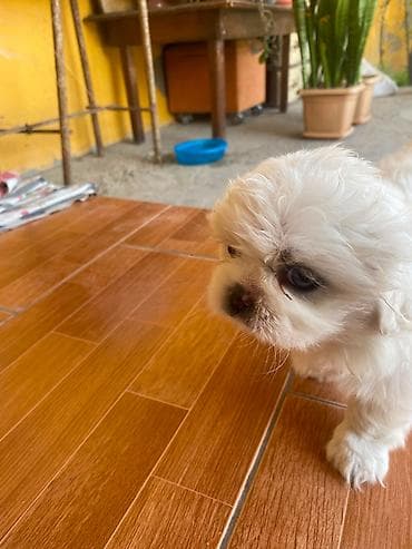 İtlər: Pekines, 2 ay, Dişi, Ünvandan götürmə — 3