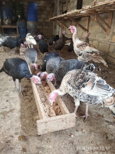 домики для кошек баку: Самка, Для разведения, Бесплатная доставка — 2