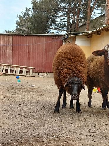 qoyun: Quzular 5-6 ayliqdilar erkəkdilər xüsusi bəslənirlər meyvə tərəvəzlə — 6