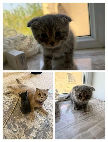 lalafo pisik satisi: Şotland, Dişi, Erkək, Yaxşı əllərə, Ünvandan götürmə — 2
